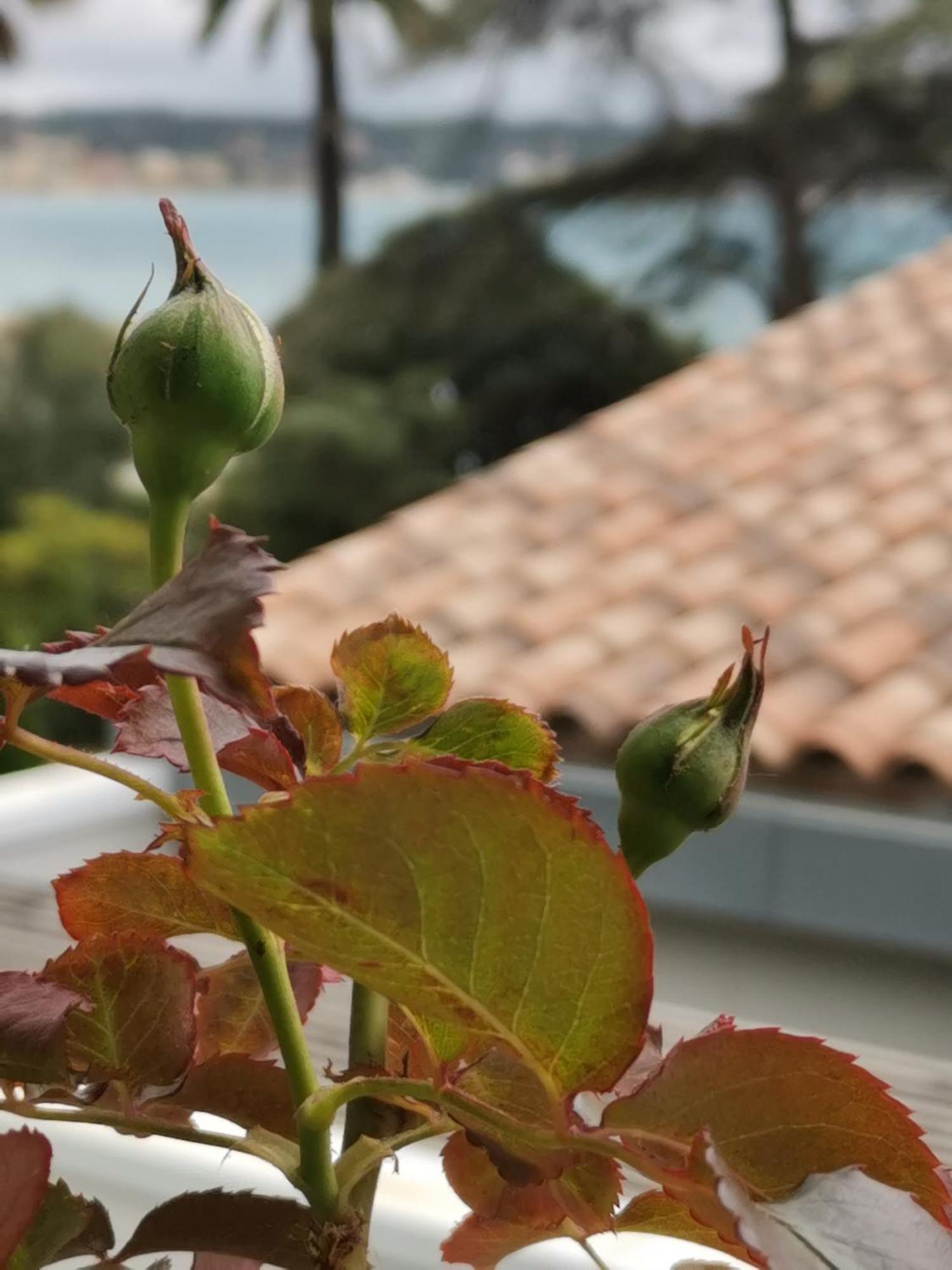 Apartmán Ofdl B T1 Bandol - Briotine Foyalais Exteriér fotografie